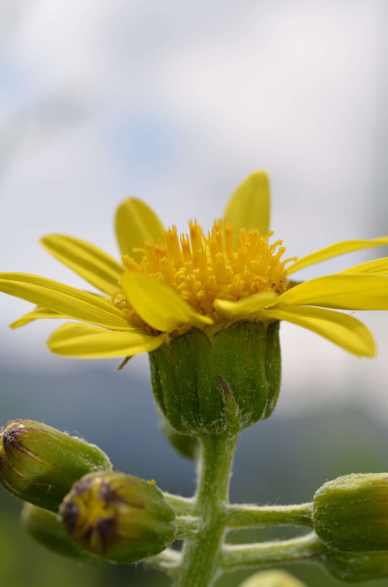 Image of Ligularia narynensis (C. G. A. Winkl.) O. Fedtsch. & B. Fedtsch.