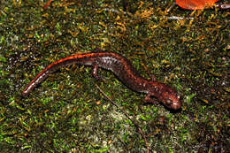 Image of Ozark Zigzag Salamander