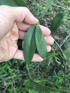 Sivun Smilax laurifolia L. kuva