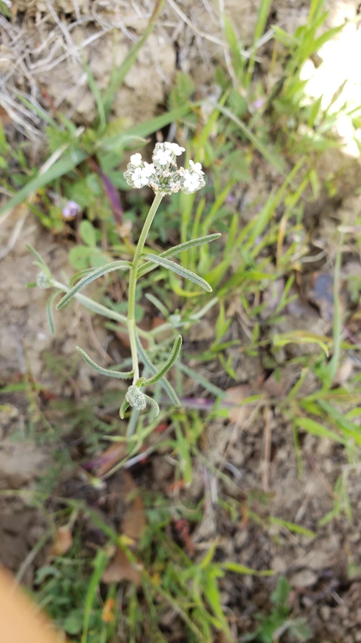 صورة Cryptantha flaccida (Dougl.) Greene