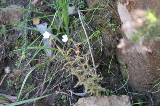 Image de Drosera liniflora Debbert