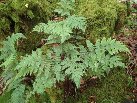 Image of Dryopteris aemula (Ait.) O. Kuntze