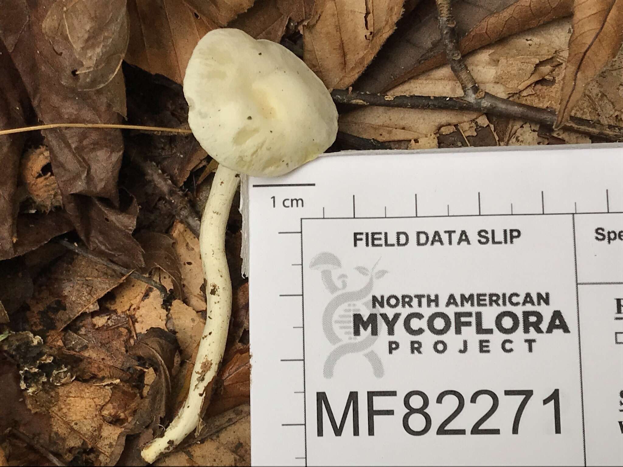 Image of Hygrophorus discoxanthus (Fr.) Rea 1908