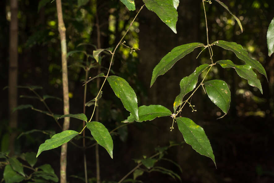 Image of Daphnandra tenuipes Perkins