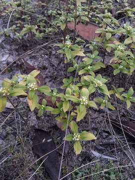 Image of Tropical Girdlepod