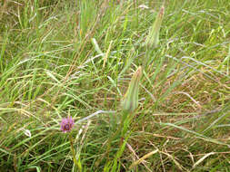 Image of salsify