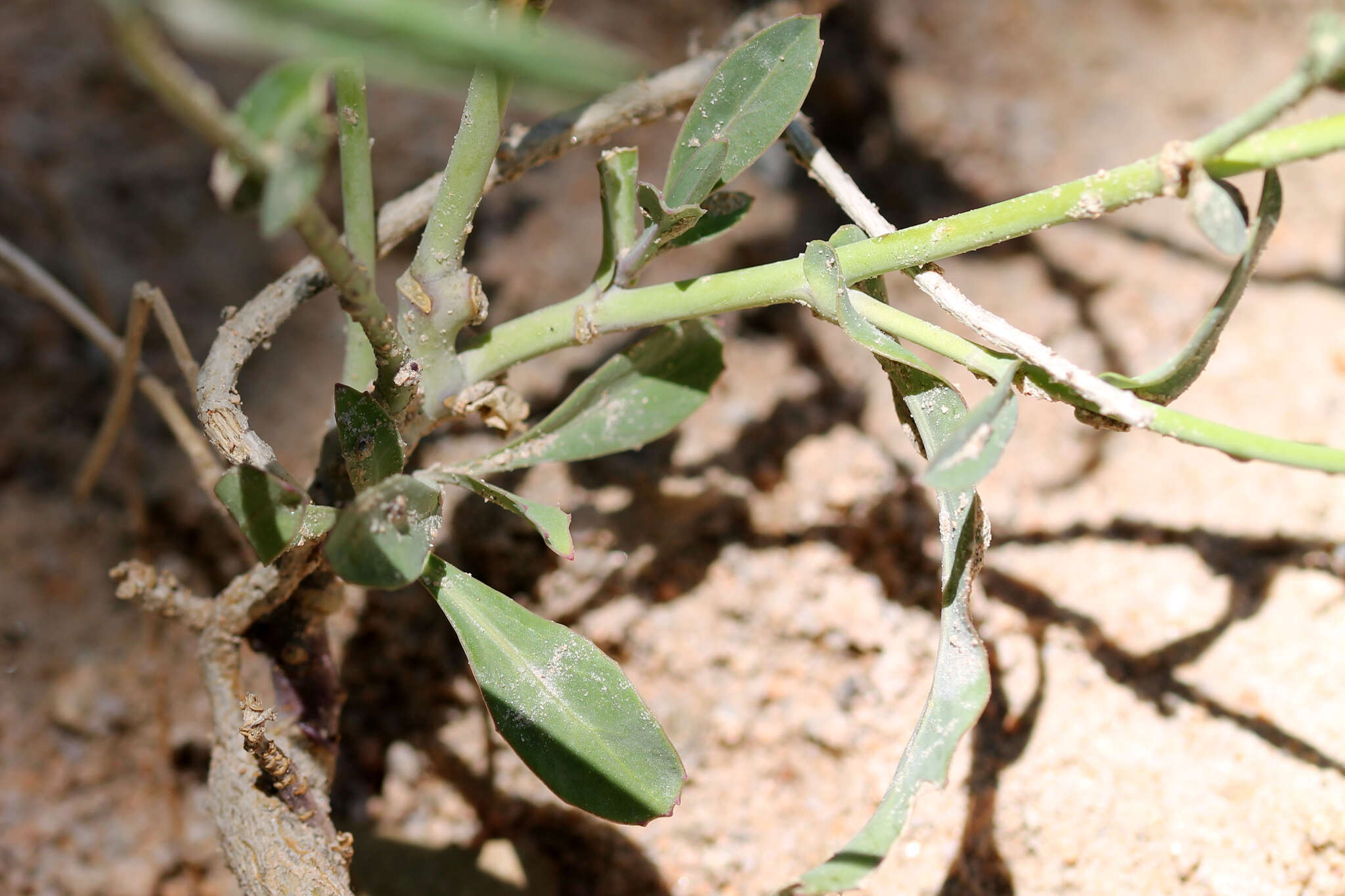 Image of Laguna Mountain jewelflower