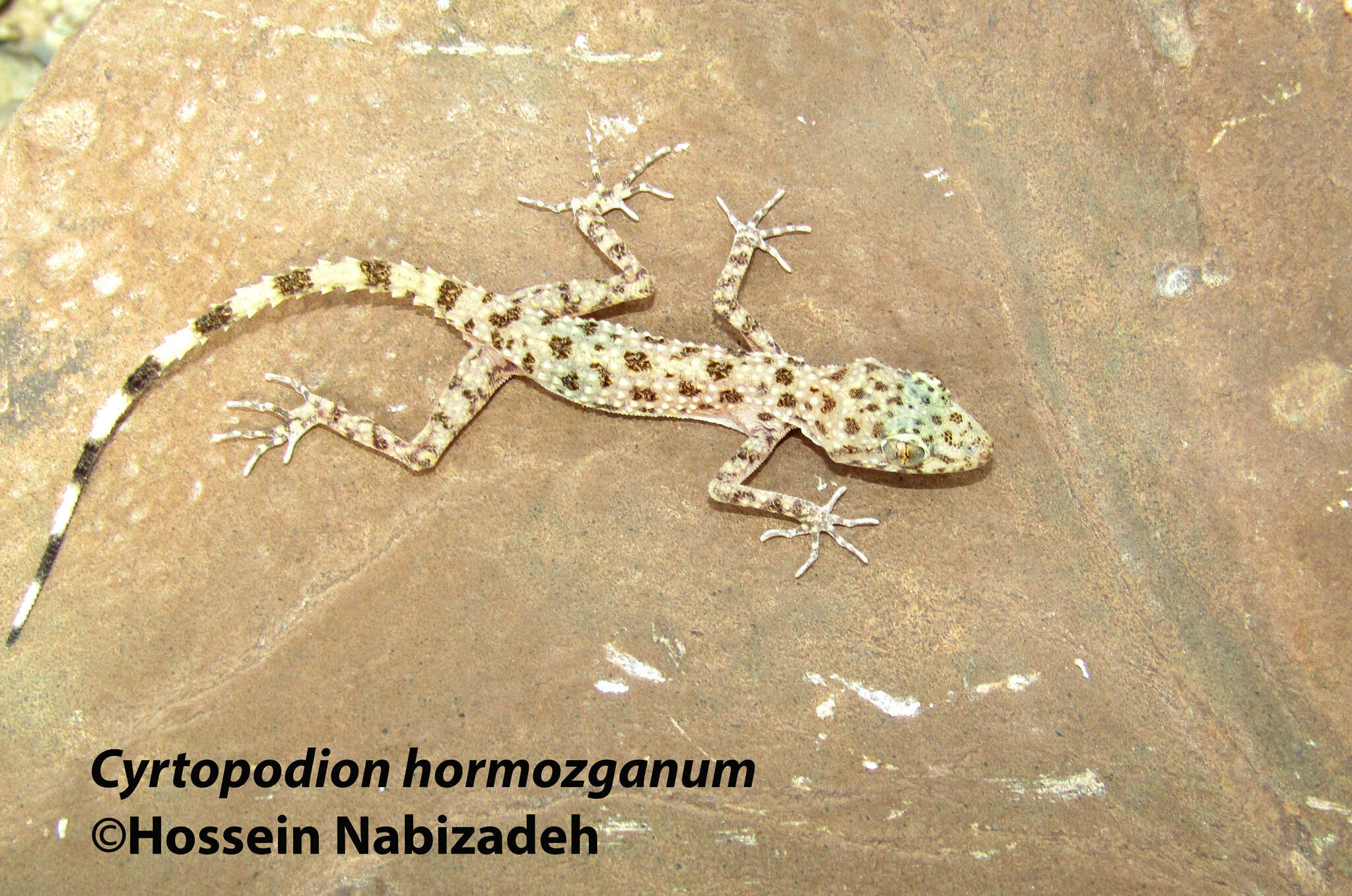 Imagem de Cyrtopodion hormozganum Nazarov, Bondarenko & Radjabizadeh 2012