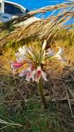 Imagem de Crinum variabile (Jacq.) Herb.