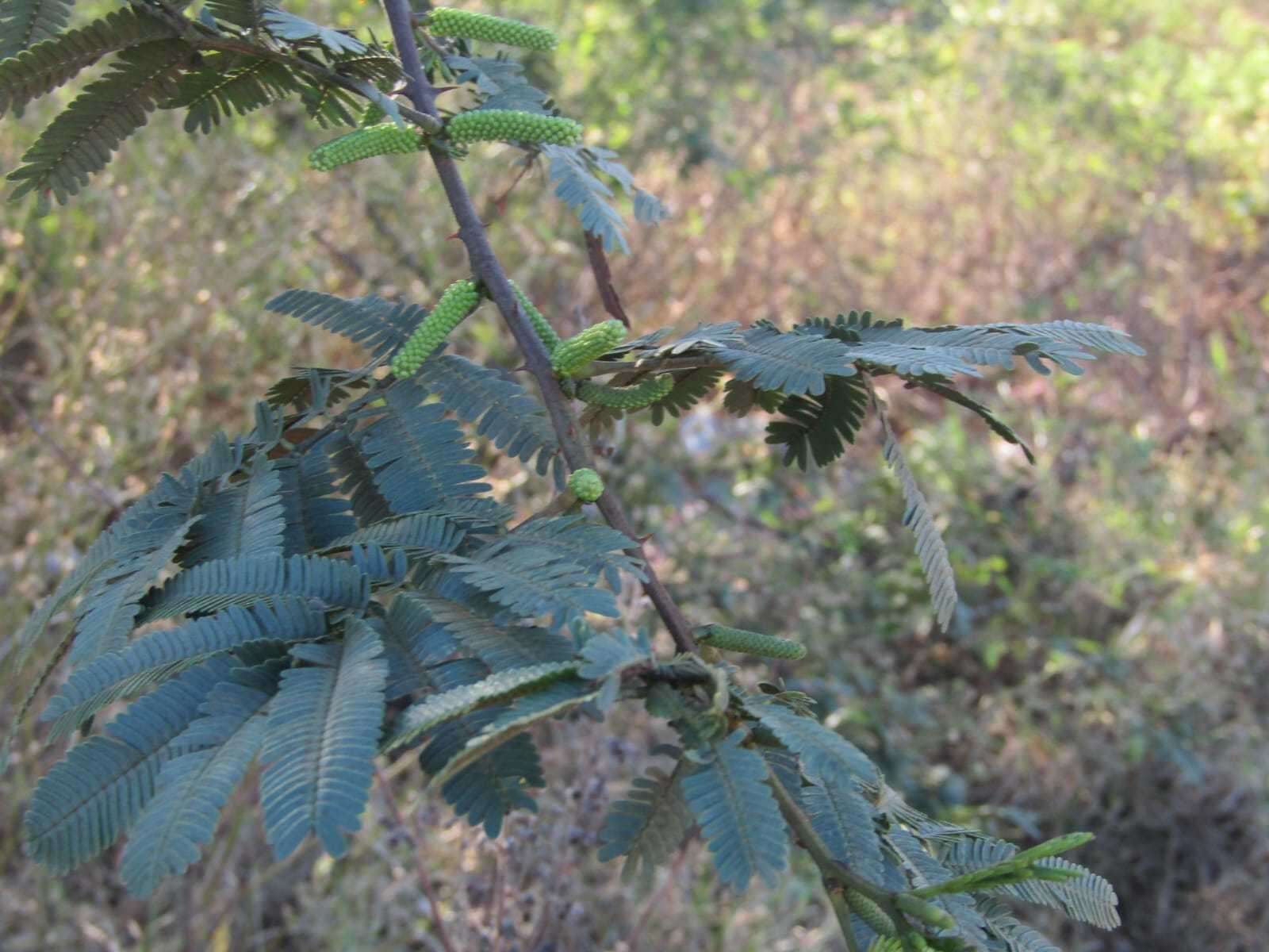 Image of Mimosa tenuiflora (Willd.) Poir.