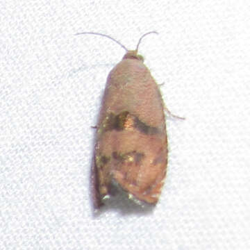 Image of Filbertworm Moth