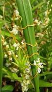 Image of buttonbush dodder