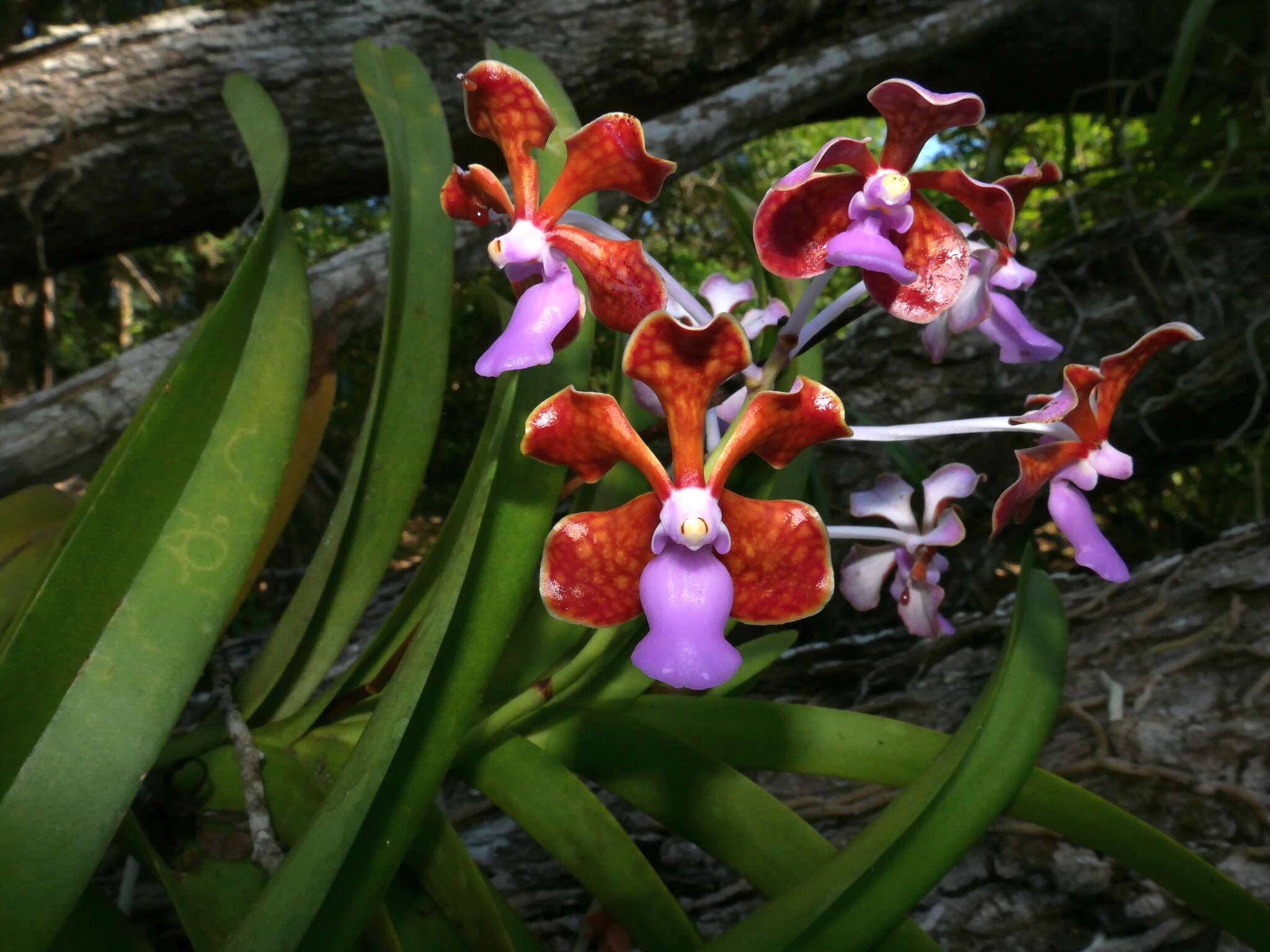 Imagem de Vanda perplexa Motes & D. L. Roberts