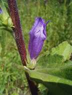 Imagem de Campanula glomerata subsp. farinosa (Rochel ex Besser) Kirschl.