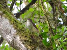 Image of Cabanis's Greenbul