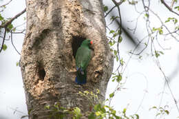 Image de Eclectus Wagler 1832