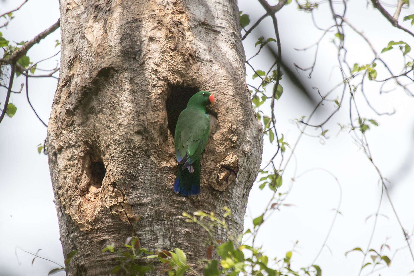 Image of Eclectus Wagler 1832