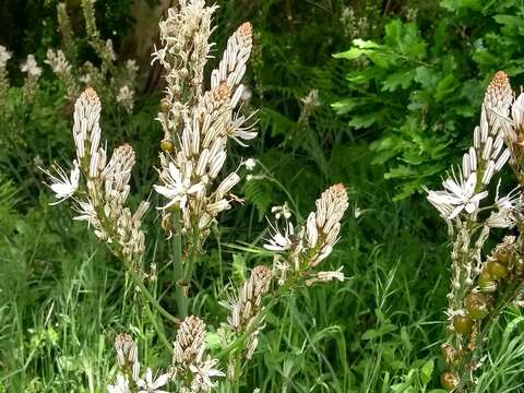 Image of White asphodel