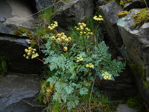 Image of salmonflower biscuitroot