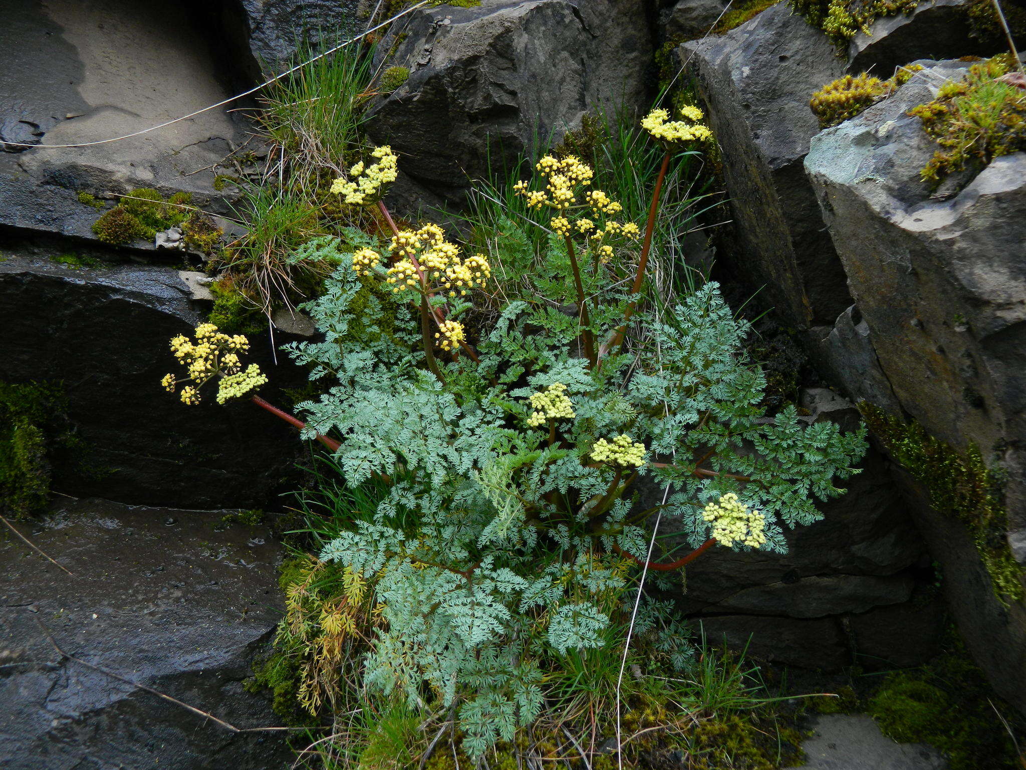 Слика од Lomatium salmoniflorum (Coult. & Rose) Mathias & Constance