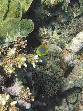 Image of Golden Butterflyfish