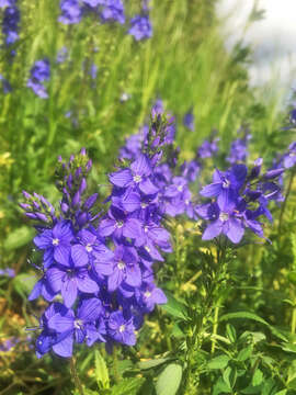 Image of broadleaf speedwell