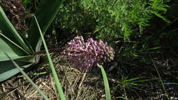 Слика од Ledebouria cooperi (Hook. fil.) Jessop