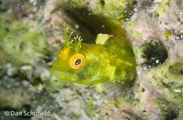 Image of Roughhead Blenny