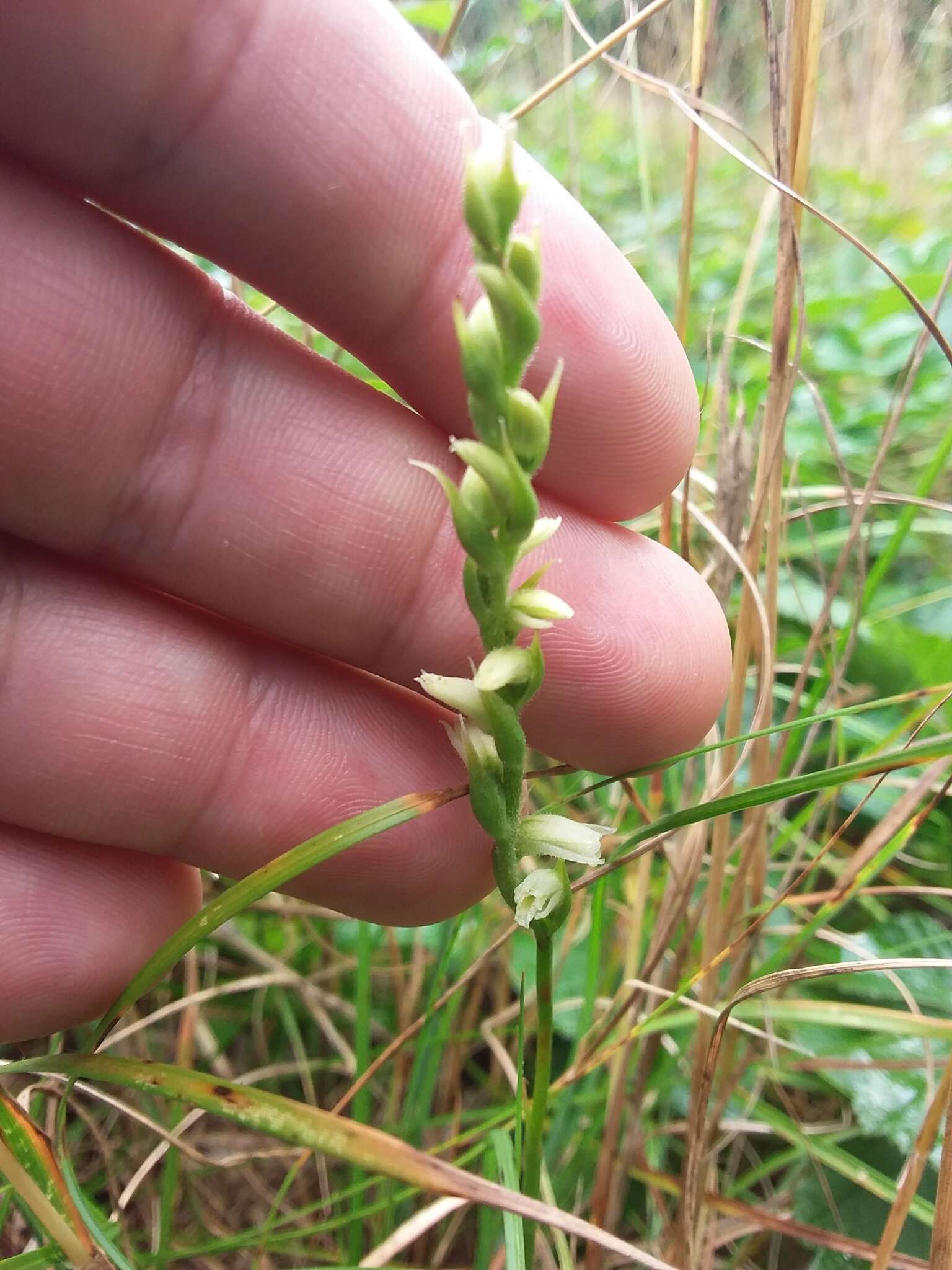 Image of Case's lady's tresses