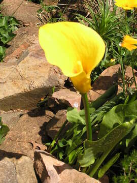 Image of Sekhukhune Gold Arum