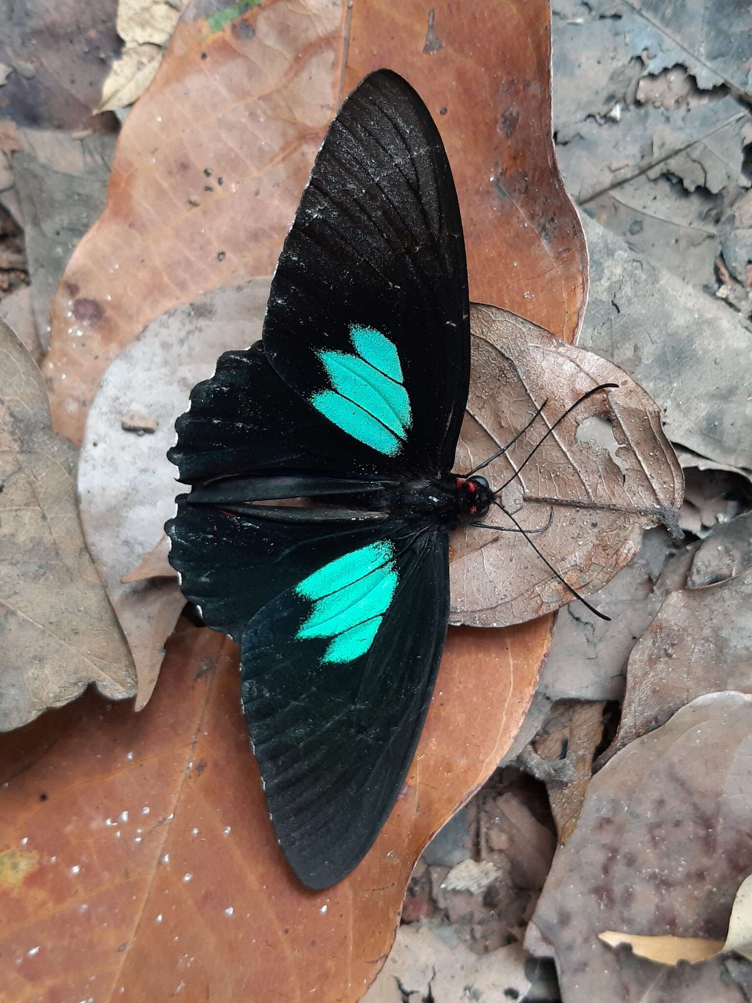 Parides sesostris (Cramer (1779)) resmi