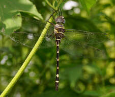 Image of Macromia annulata Hagen 1861