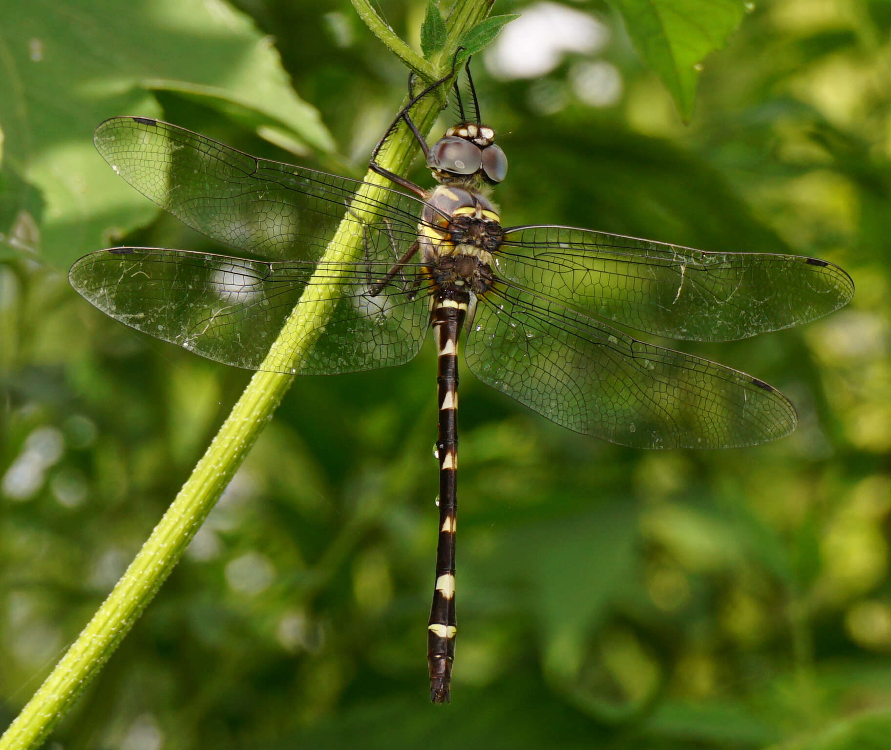 Image of Macromia annulata Hagen 1861