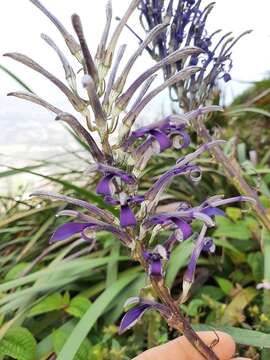 Plancia ëd Lobelia hypoleuca Hillebr.