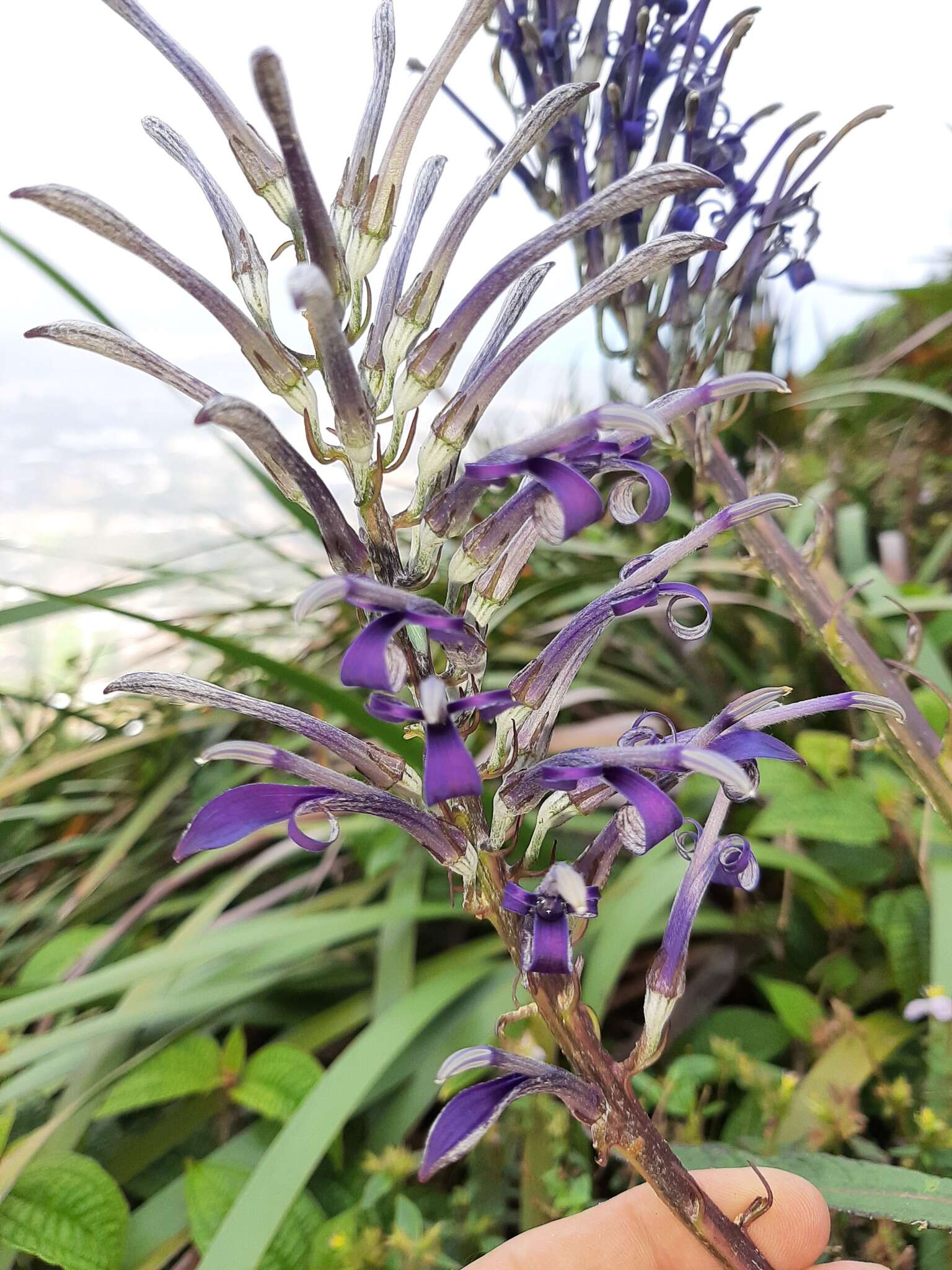 Imagem de Lobelia hypoleuca Hillebr.