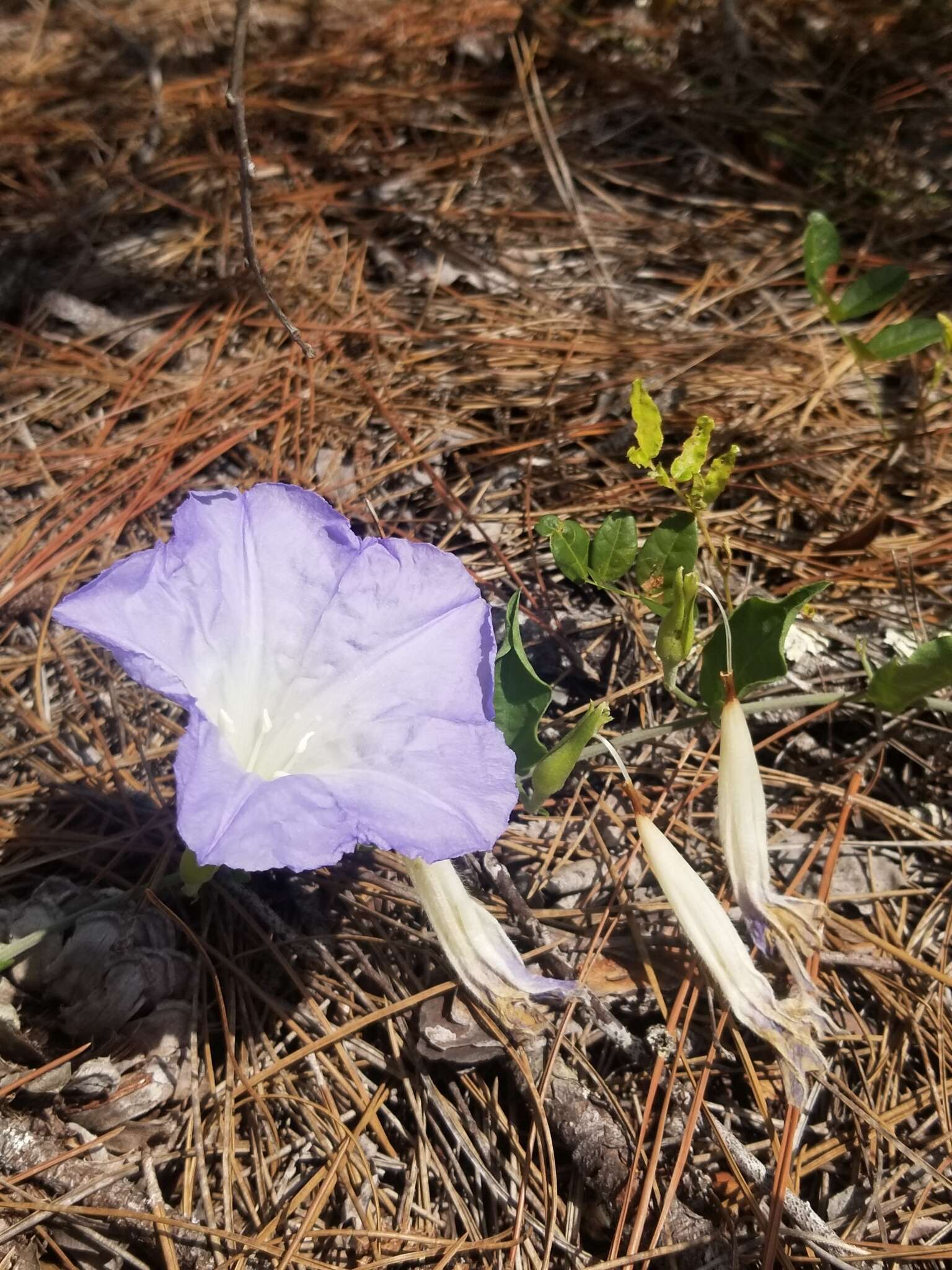 Image of Florida lady's nightcap