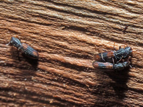Image of Bark beetle