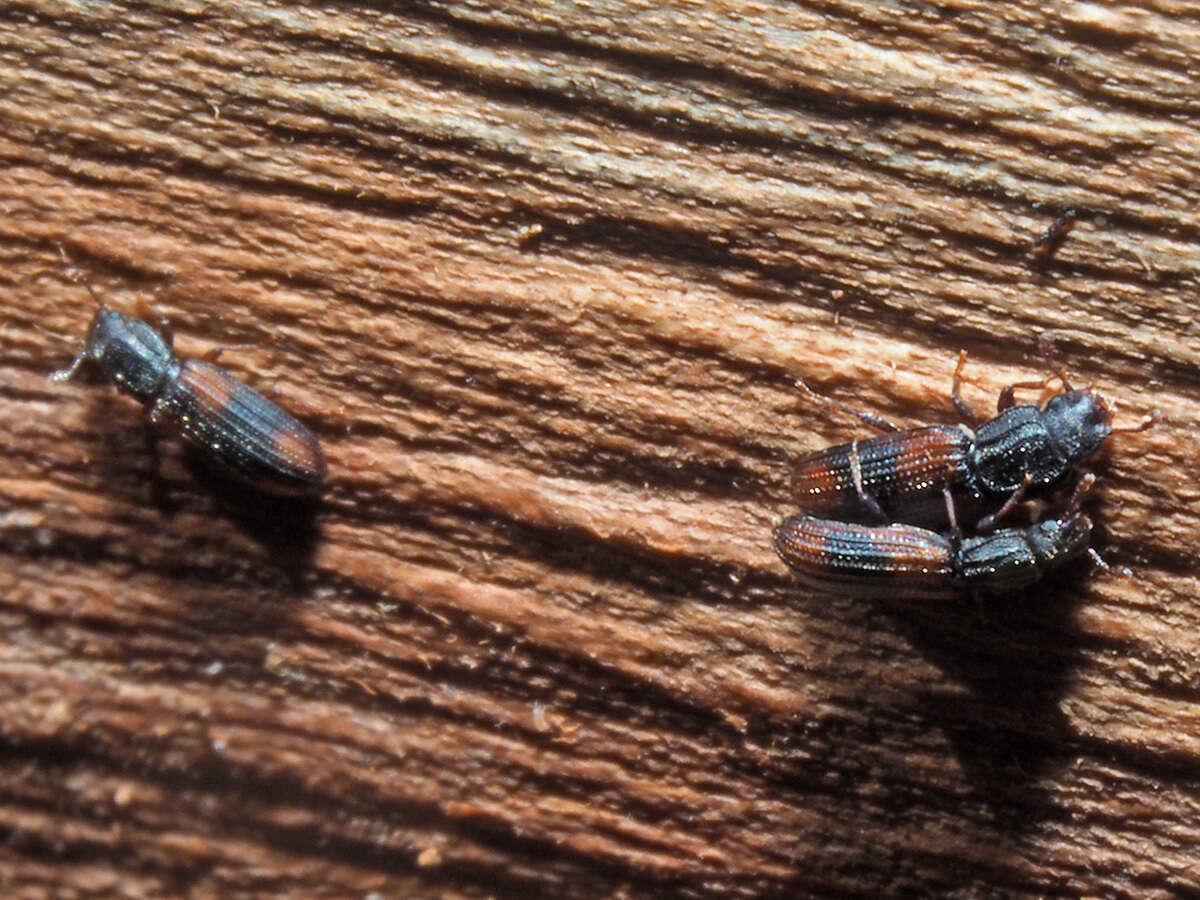 Image of Bark beetle