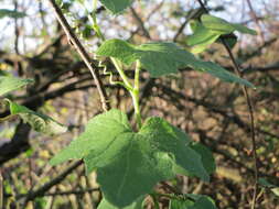 Image of Cretan bryony