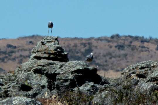 Image of White-faced Heron