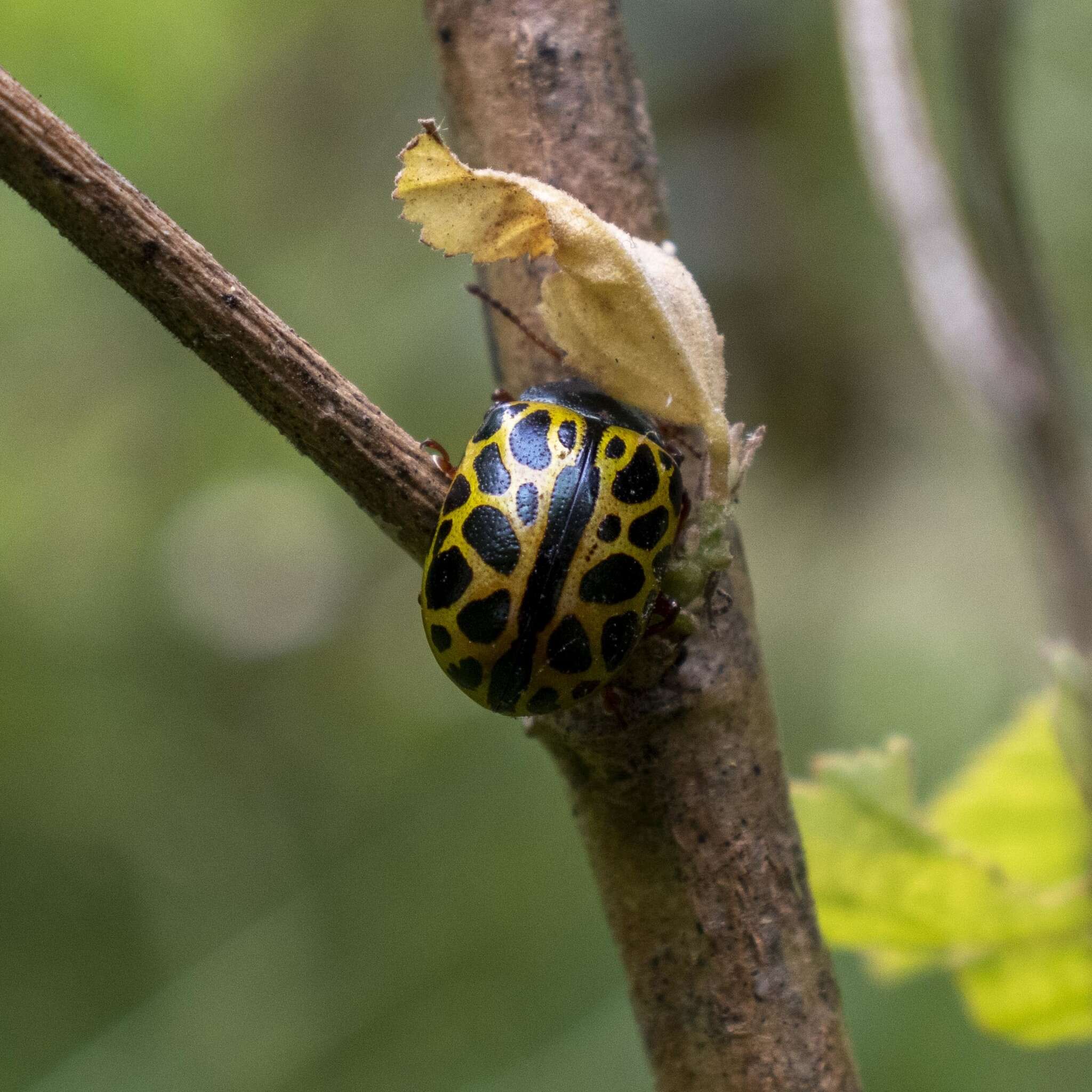 Calligrapha polyspila (Germar 1821)的圖片