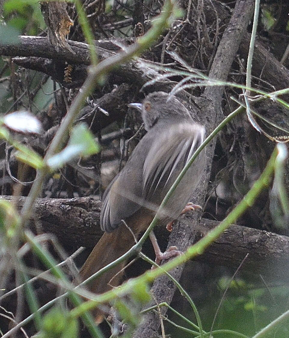 Image of Grey-olive Bulbul