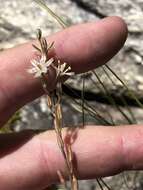 Image of Drimia calcarata (Baker) Stedje