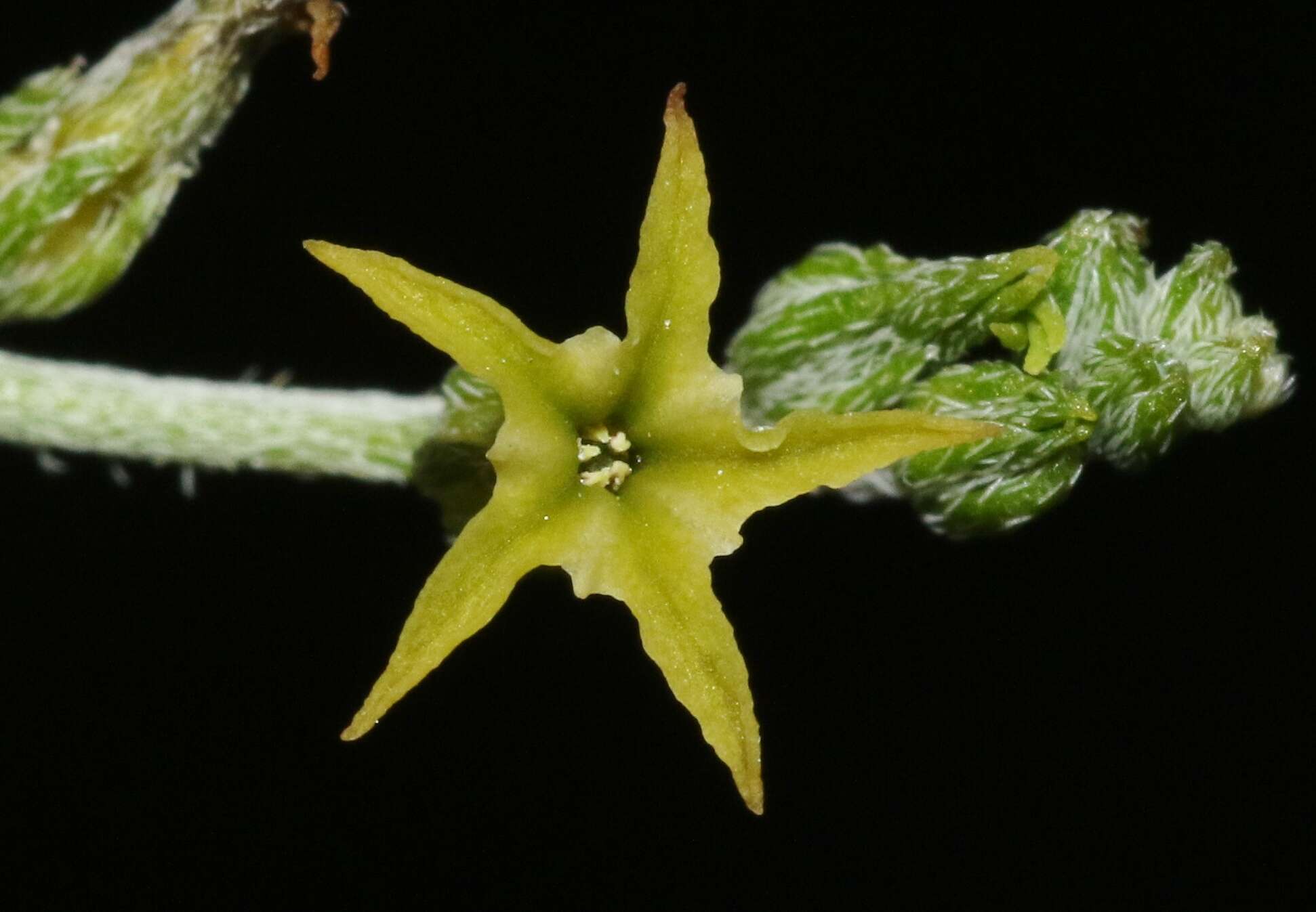 Sivun Euploca powelliorum (B. L. Turner) Feuillet & Halse kuva