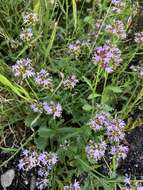 Image of Lobelia jasionoides var. jasionoides