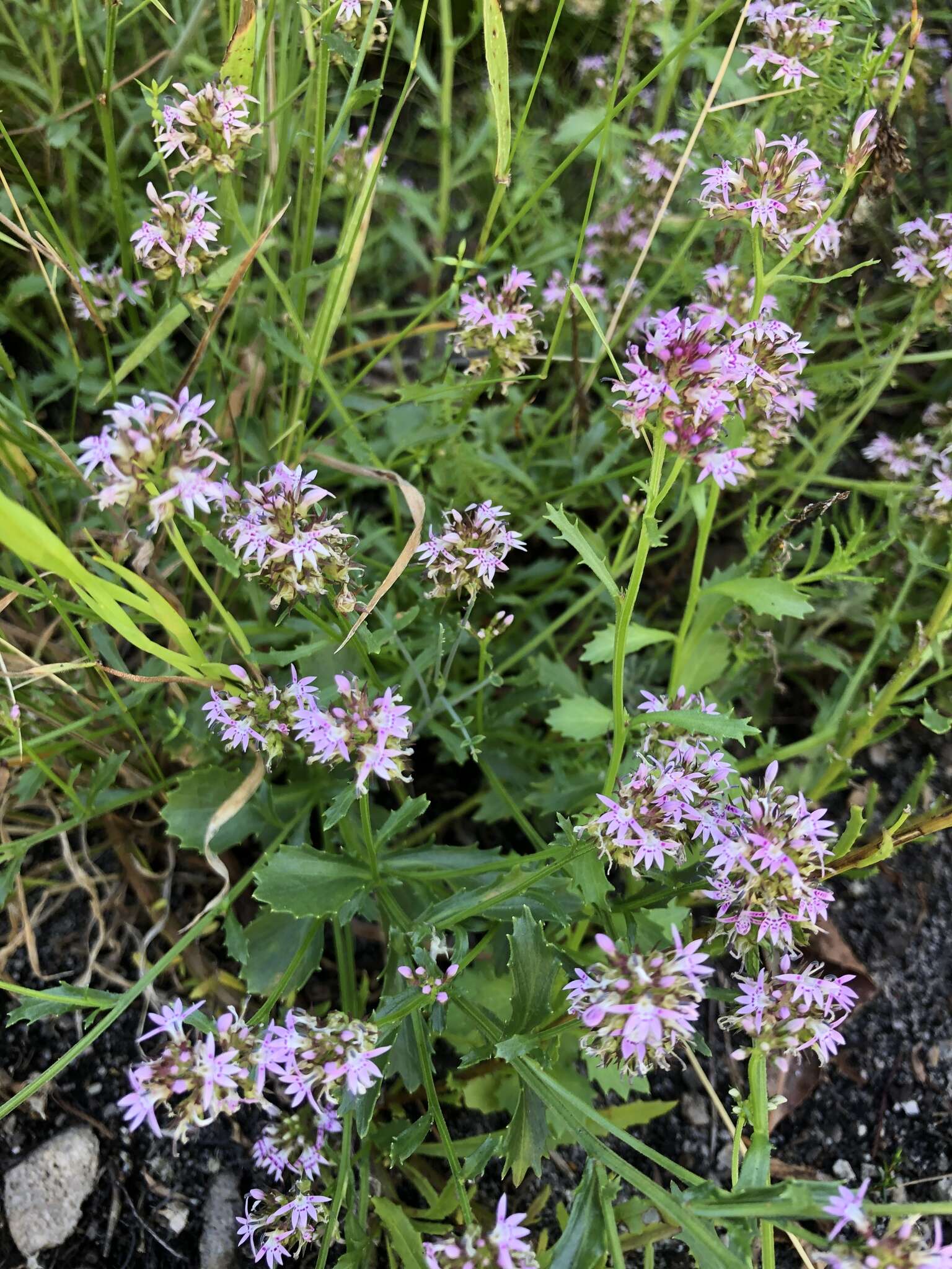 Lobelia jasionoides var. jasionoides resmi