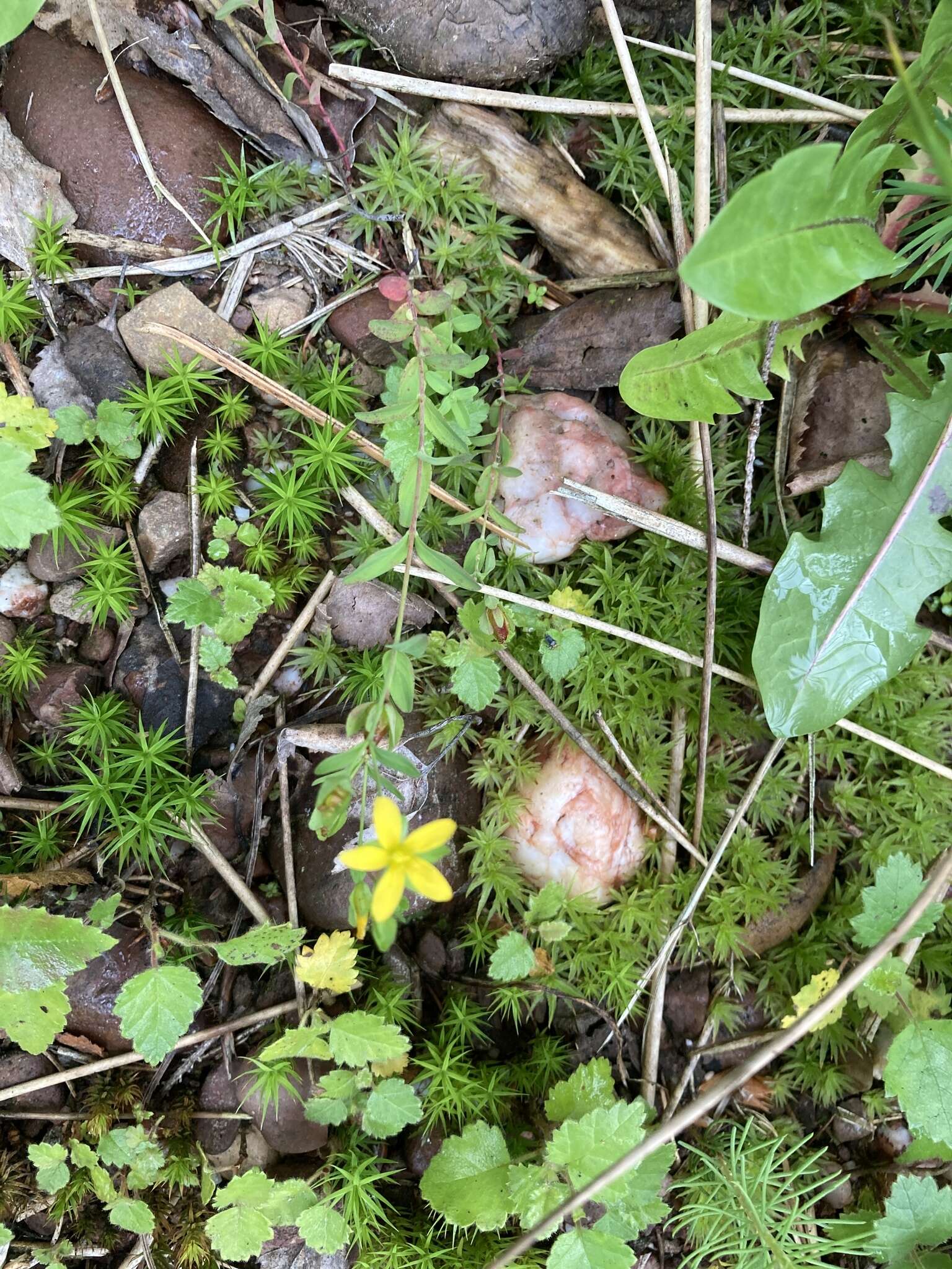 Image of trailing St John's-wort