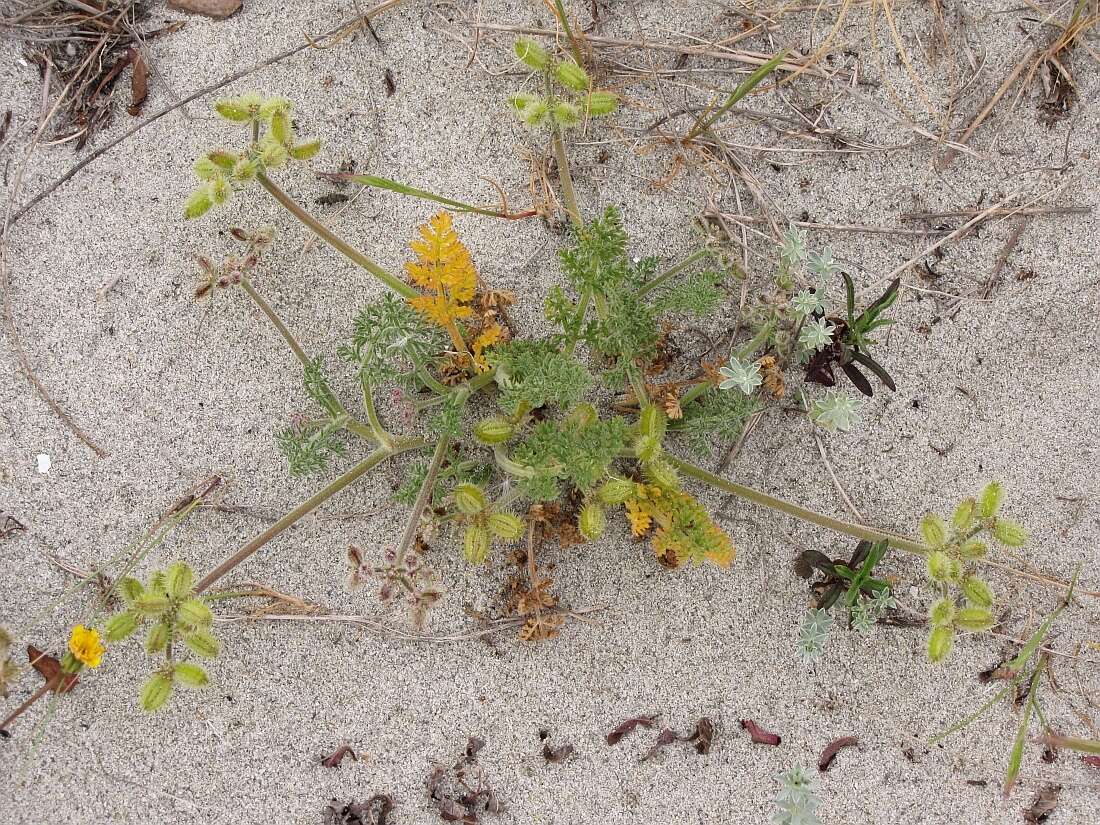 Daucus pumilus (L.) Hoffm. & Link resmi