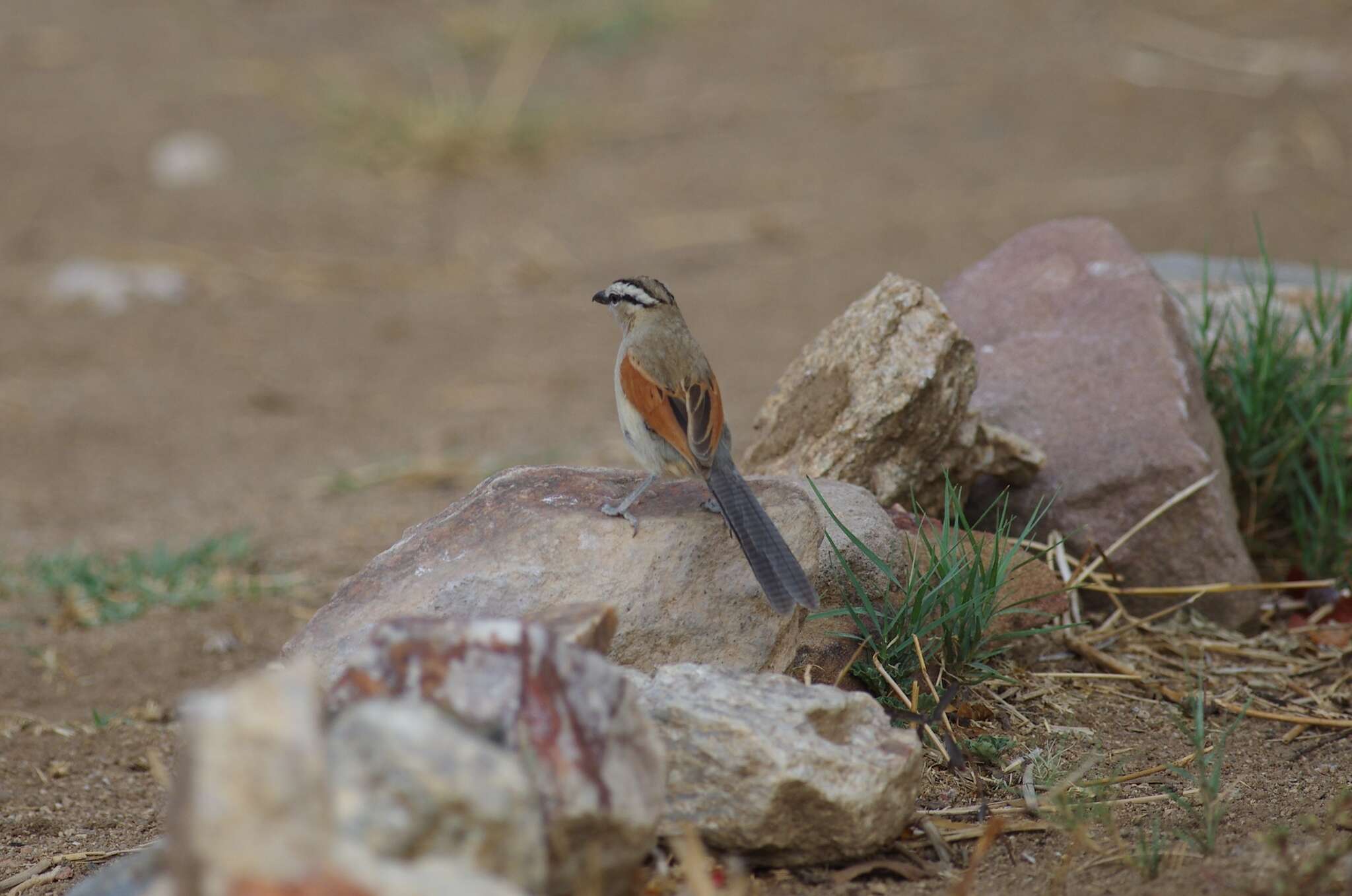 Image of Brown-crowned Tchagra