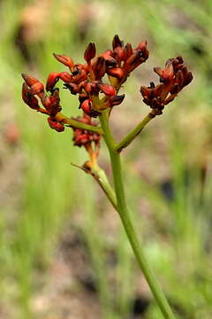 Image of Haemodorum coccineum R. Br.